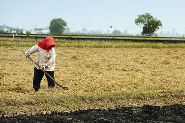 Man working in field